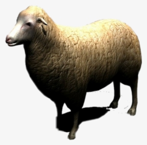 Sheep Baby Animal Cattle Eid Muslim Wool 3d Hd - Sheep
