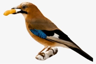 Bird Eating Peanut - Birds Png With Transparent Background