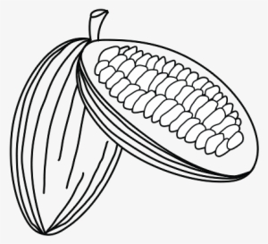 Cocoa - Kakaobohne Png