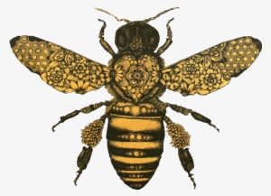 Honeybee And The Moth