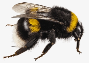 Bumble Bees - Insect