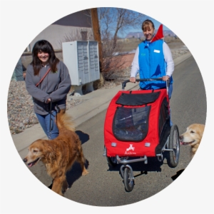 Walking A Group Of Dogs - Dog