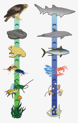 Simplified Food Chain - Food Chain With Four Consumers