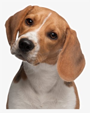 Hero Banner Pet Sitter - Beagle Png