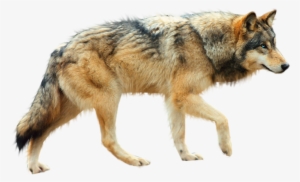 Image - Puppy Love Ebook