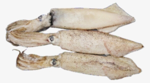 Squid Whole (bono) - Anchovy (food)