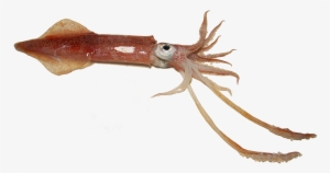 Fish - Squid - Examples Of Squid