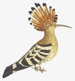 This Free Icons Png Design Of Hoopoe