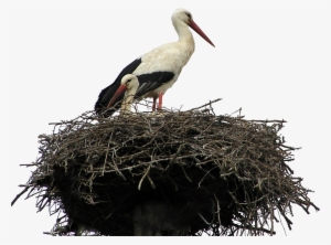 Free Stock Photo Of Bird, Bird Nest, Isolated, Nest - Crane Nest