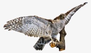 Bird Bird Of Prey Raptor - Bird