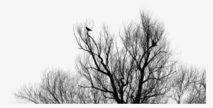 Pictures, Free - Png Foreground