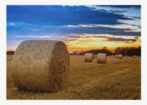 Hay