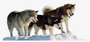 Siberian Husky No Background