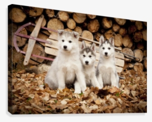Three Siberian Husky Puppies Sit In Leaves With Runner - Funny Alaskan Husky Puppies Iditarod