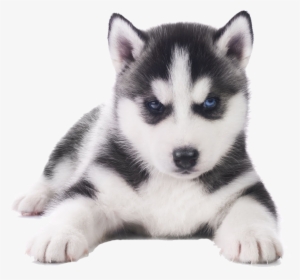 Husky Png Transparent Images - Siberian Husky Puppy Png