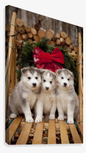 Siberian Husky Puppies In Traditional Wooden Dog Sled - Christmas Baby Huskies