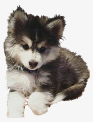 Report Abuse - Pomsky Chiot