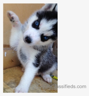 Quality Siberian Husky 2 Male 1 Female - Husky Devil Mask Bi Eye