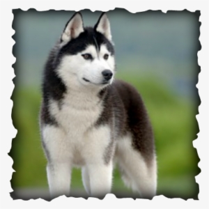 If A Husky Does Overeat And Start To Gain Too Much - Siberian Husky