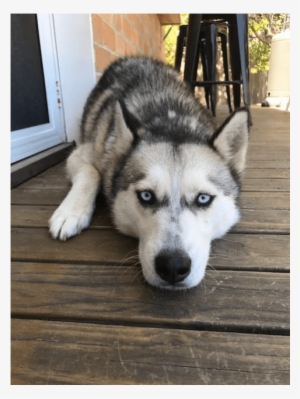 Photo Of Skye - Photograph