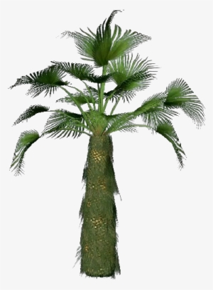 Trachycarpus Fortunei - Borassus Flabellifer