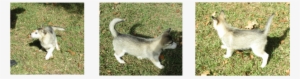 Below You Will Find Our Beautiful Husky Pup That Was - Miniature Siberian Husky