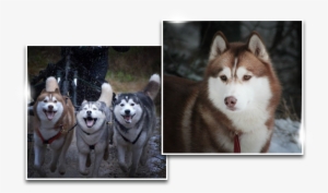 Dreamwolves - Sakhalin Husky