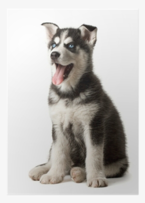 Adorable Black And White With Blue Eyes Husky Puppy - Feezen Cat Tunnel Crinkle 3 Way Collapsible Pet Toy