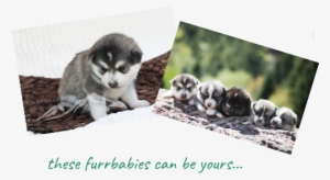 All Of Which Means That You're Going To Receive A Beautiful, - Alaskan Malamute