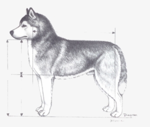 The Ideal Height For Adult Male Siberian Huskies Is - Siberian Huskies Queen Duvet