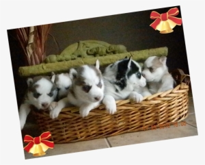 Female Puppies - Shetland Sheepdog