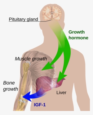 Open - Growth Hormone