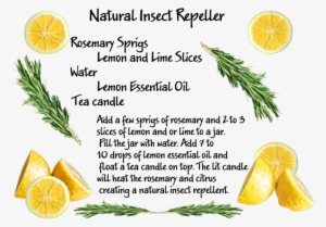 Have A Project For Me - Bioaroma Olive Oil Soap With Rosemary And Bay Leaves.