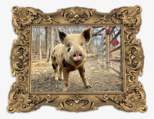 A Young Man And His Friends Went To An Organic Family - Warthog