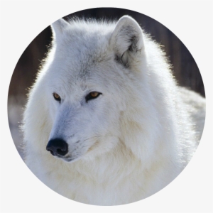 White-wolf - Snow White Wolf With Blue Eyes