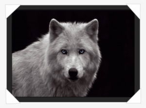 #906 - Black And White Wolf Photography Detailed