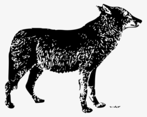 Australian Cattle Dog Lone Wolf Puppy Black Wolf Pack