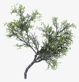 Ramas Arbol Png - Tree