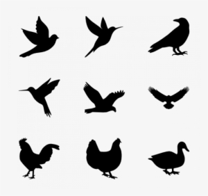 Vector Graphics