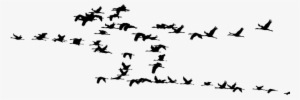 Flock Of Birds Silhouette Png - Birds Migration