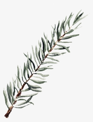 Este Gráficos Es Png Transparente De Ramas Y Hojas - Leaf