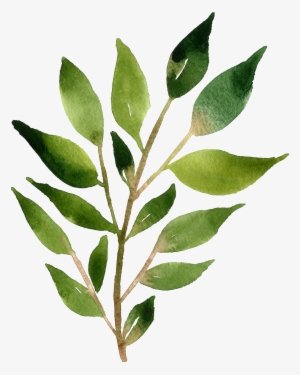 Acuarela Pintada A Mano Png Transparente Para Una Rama - 北欧 素材