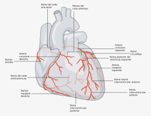 Rama Marginal Derecha De La Arteria Coronaria Derecha - Coronary Artery Arteriae Coronariae