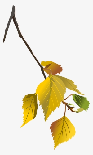 Birch, Tree, Branch, Leafes, Autumn, Leaf, Nature - Birch In Autumn Clipart