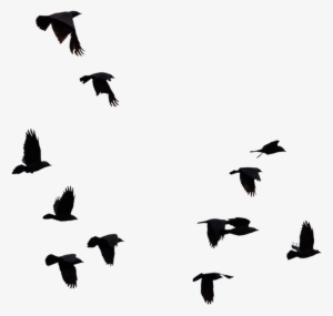 Flock Of Birds Silhouette Png - Flock