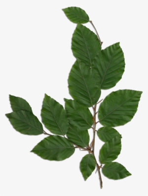 Fagus Foliage - Foliage Png