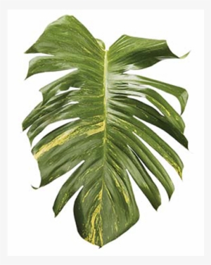 Tropical Foliage Png Clip Art Transparent Stock - Leaf