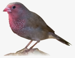 Brown Firefinch - American Rosefinches