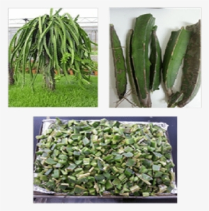 Preparation Steps Of Dragon Fruit Foliage