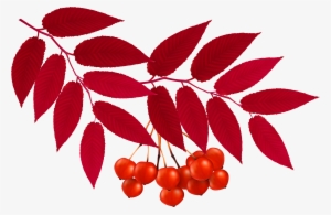 Foliage Clipart Red Leaf - Rowan Draw